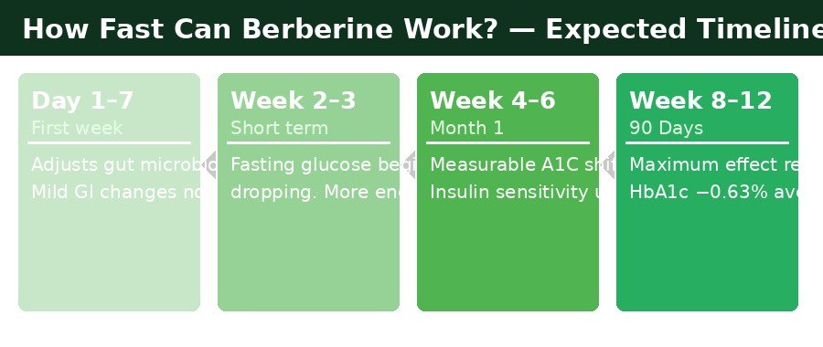 Berberine blood sugar results timeline by week - day 1 to 12 weeks chart