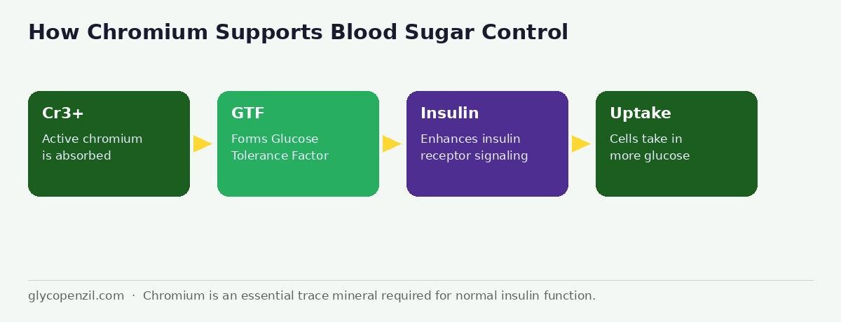How chromium supports blood sugar - Cr3 forms GTF enhances insulin receptor glucose uptake diagram